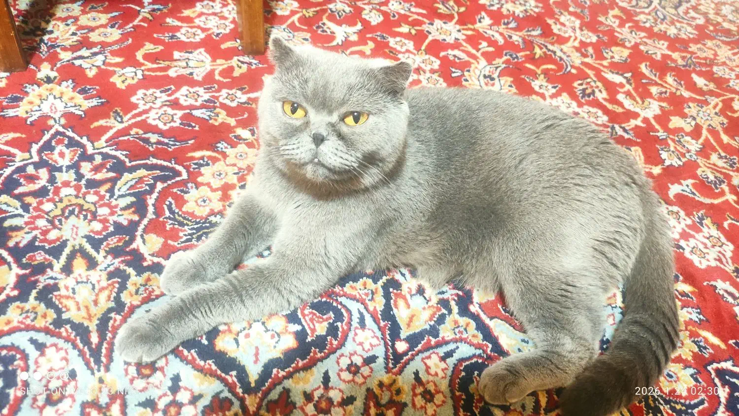 شهر گربه های بلویی|گربه|چهاردانگه (تهران), |دیوار