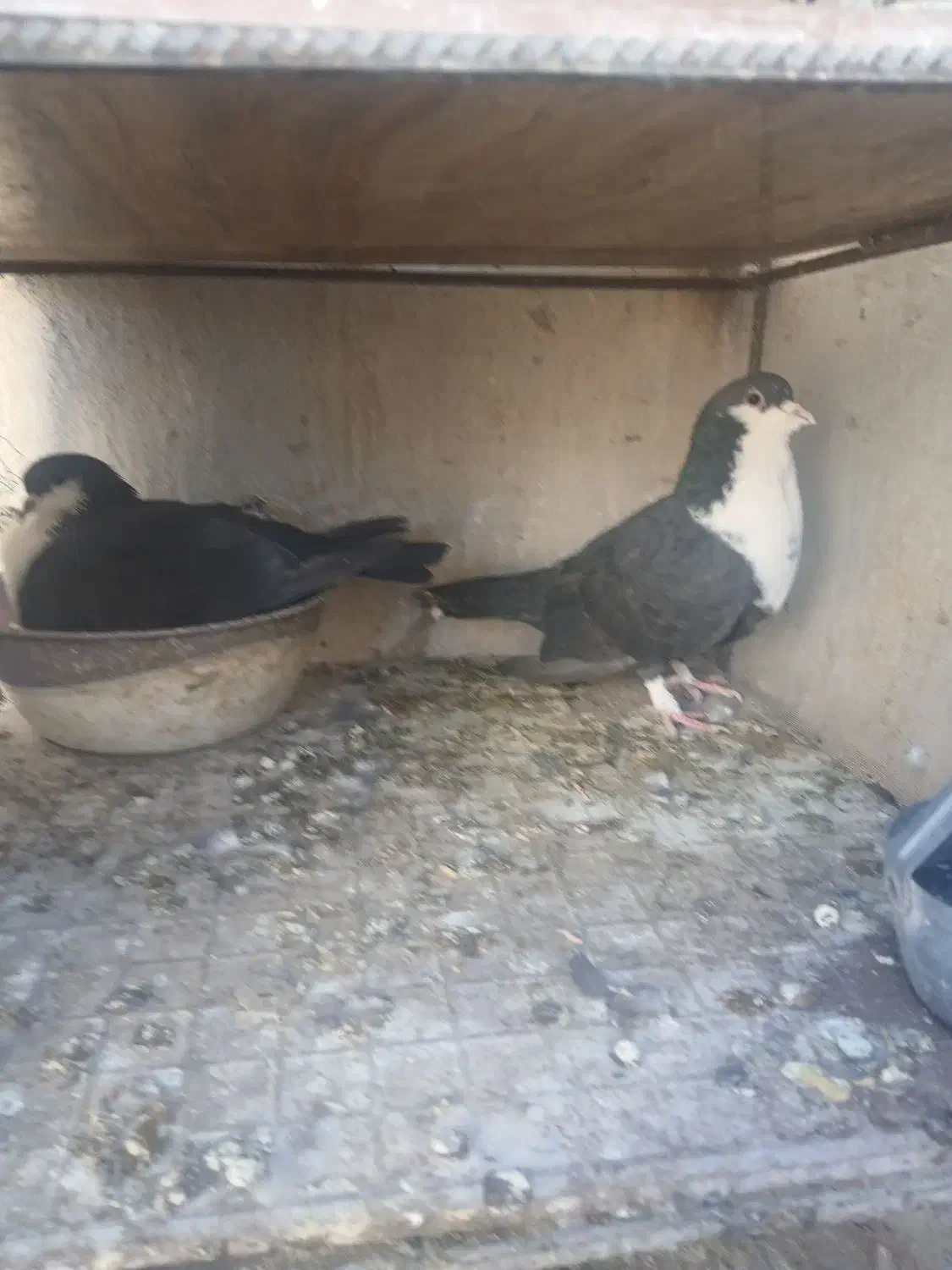 کفتر جفتگاه کرواتی|پرنده|سبزوار, پاسداران|دیوار