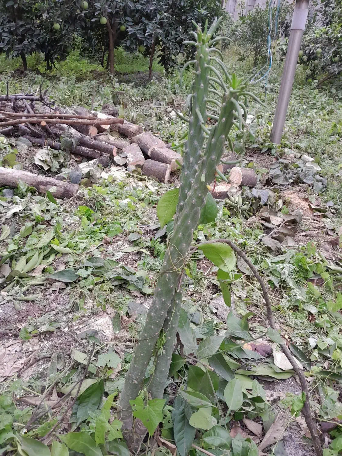 گل طبیعی|گل و گیاه طبیعی|قائمشهر, |دیوار