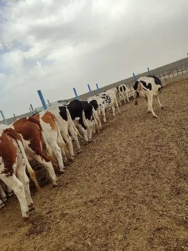 15راس گاو شیری و تلیسه آبستن بالا|حیوانات مزرعه|سبزوار, کلاته سیفر|دیوار