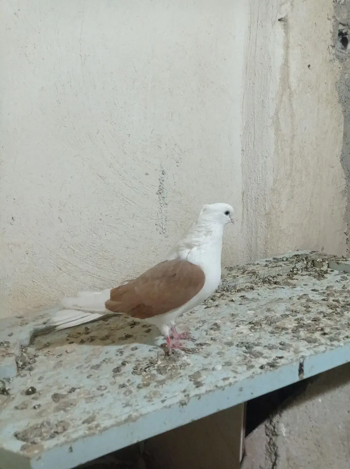 کبوتر|پرنده|بستان آباد, |دیوار