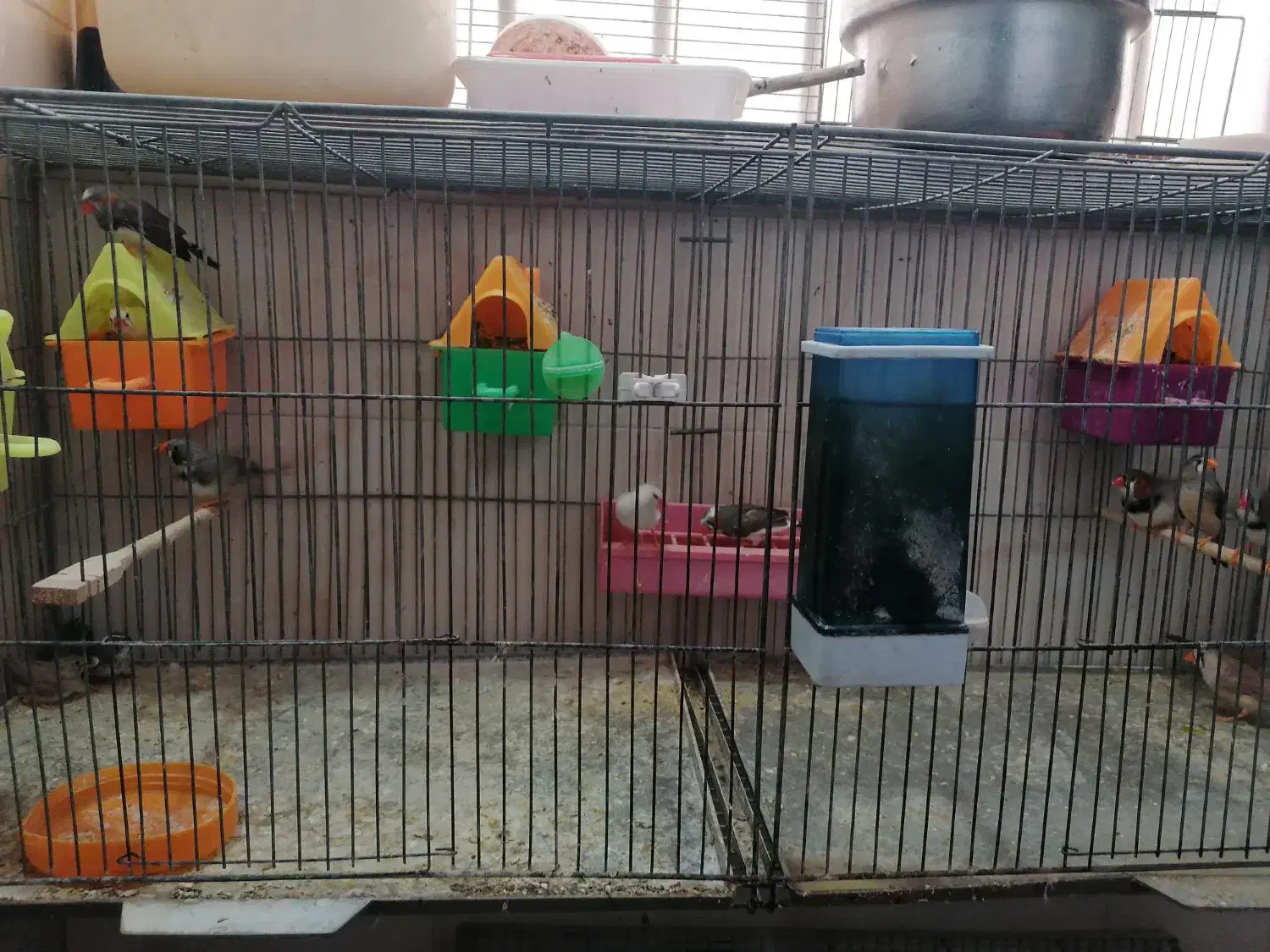 فنچ عمده|پرنده|شاهین‌شهر, مخابرات (شهید بهشتی)|دیوار