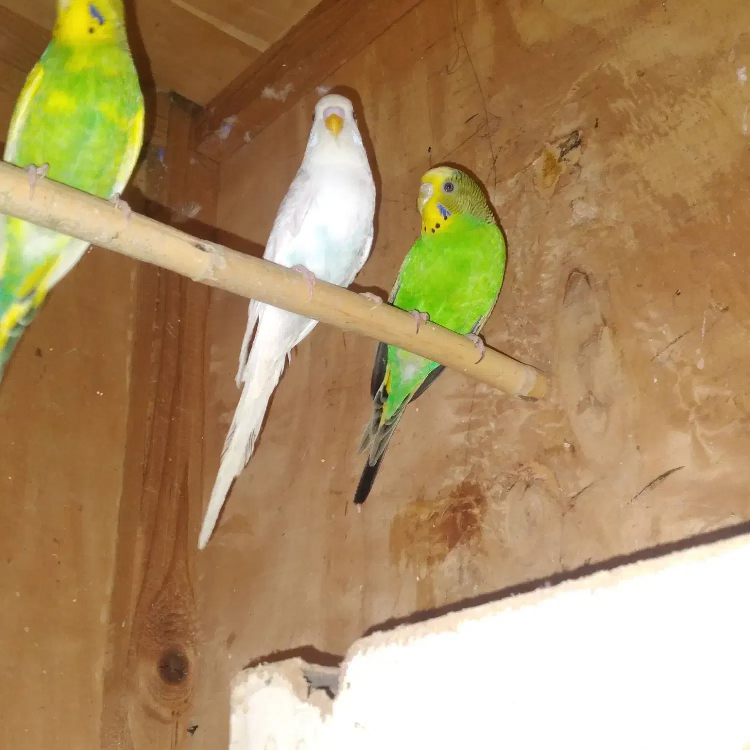 یک جفت مرغ عشق|پرنده|گرگان, |دیوار