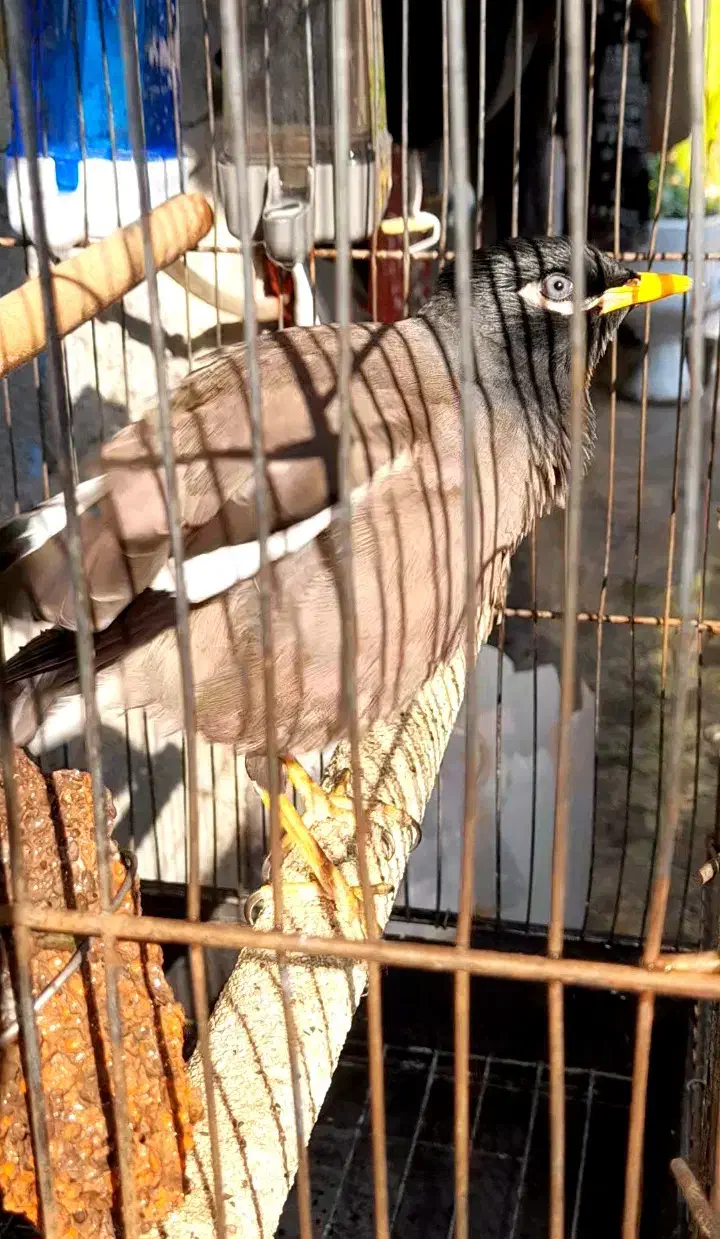 مرغ مینای زیبا|پرنده|برازجان, |دیوار