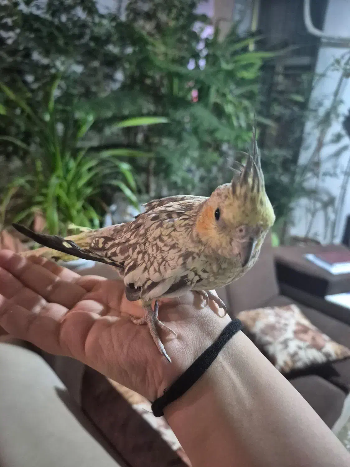 عروس هلندی ماده|پرنده|دوگنبدان, |دیوار