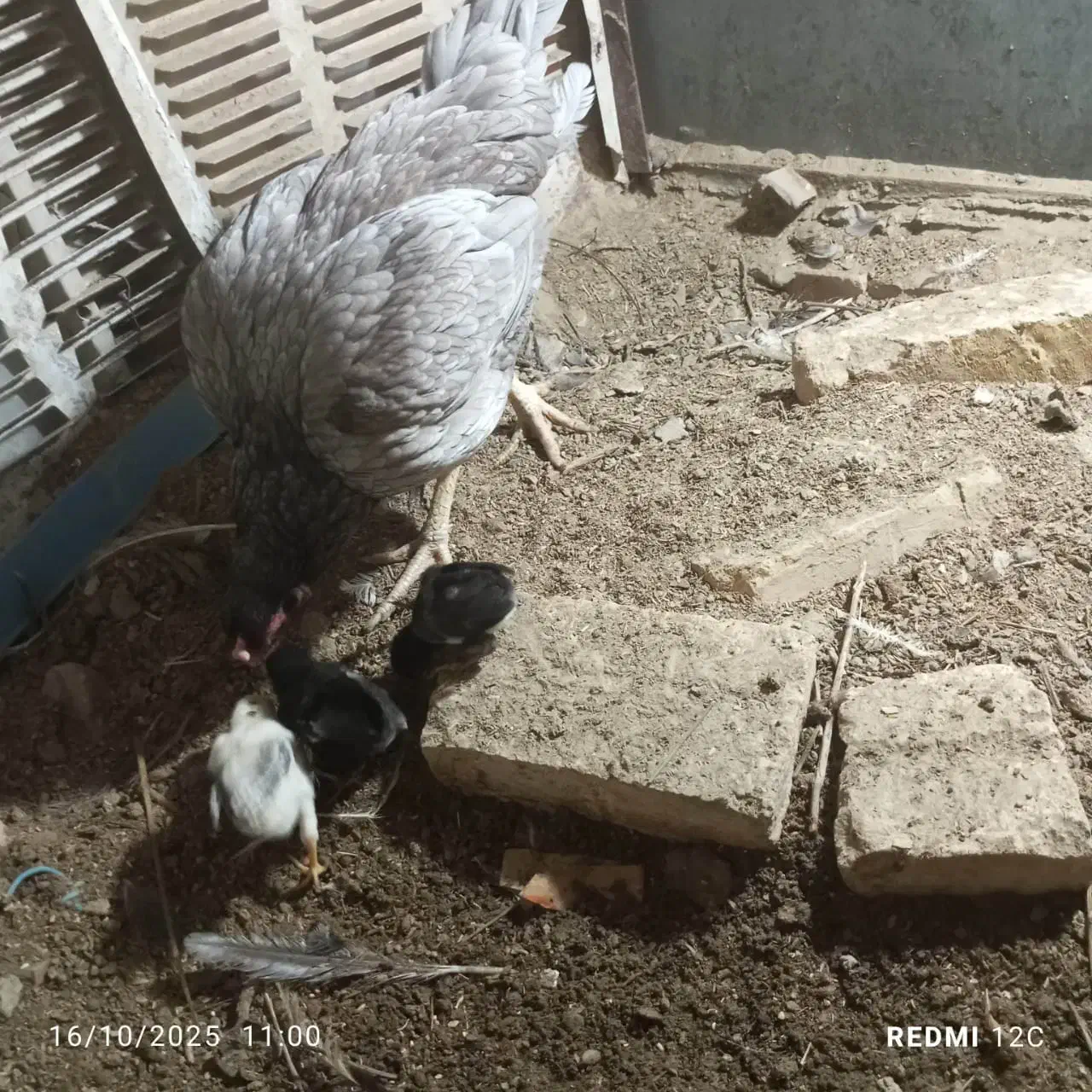 مرغ با 2عدد جوجه|حیوانات مزرعه|سراوان, |دیوار