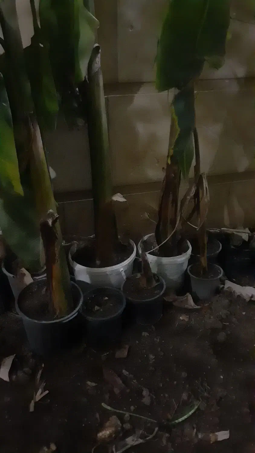 درخت موز|گل و گیاه طبیعی|گرگان, |دیوار