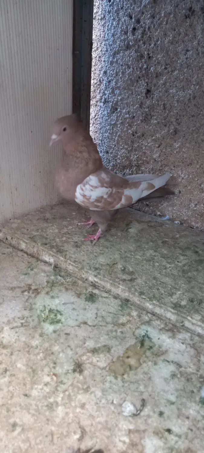 کله الماسی سینه زرد نر و ماده|پرنده|مشهد, رضاییه|دیوار