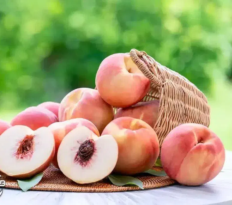 پیش فروش نهال هلو سرخابی|خدمات باغبانی و درختکاری|اردکان, |دیوار