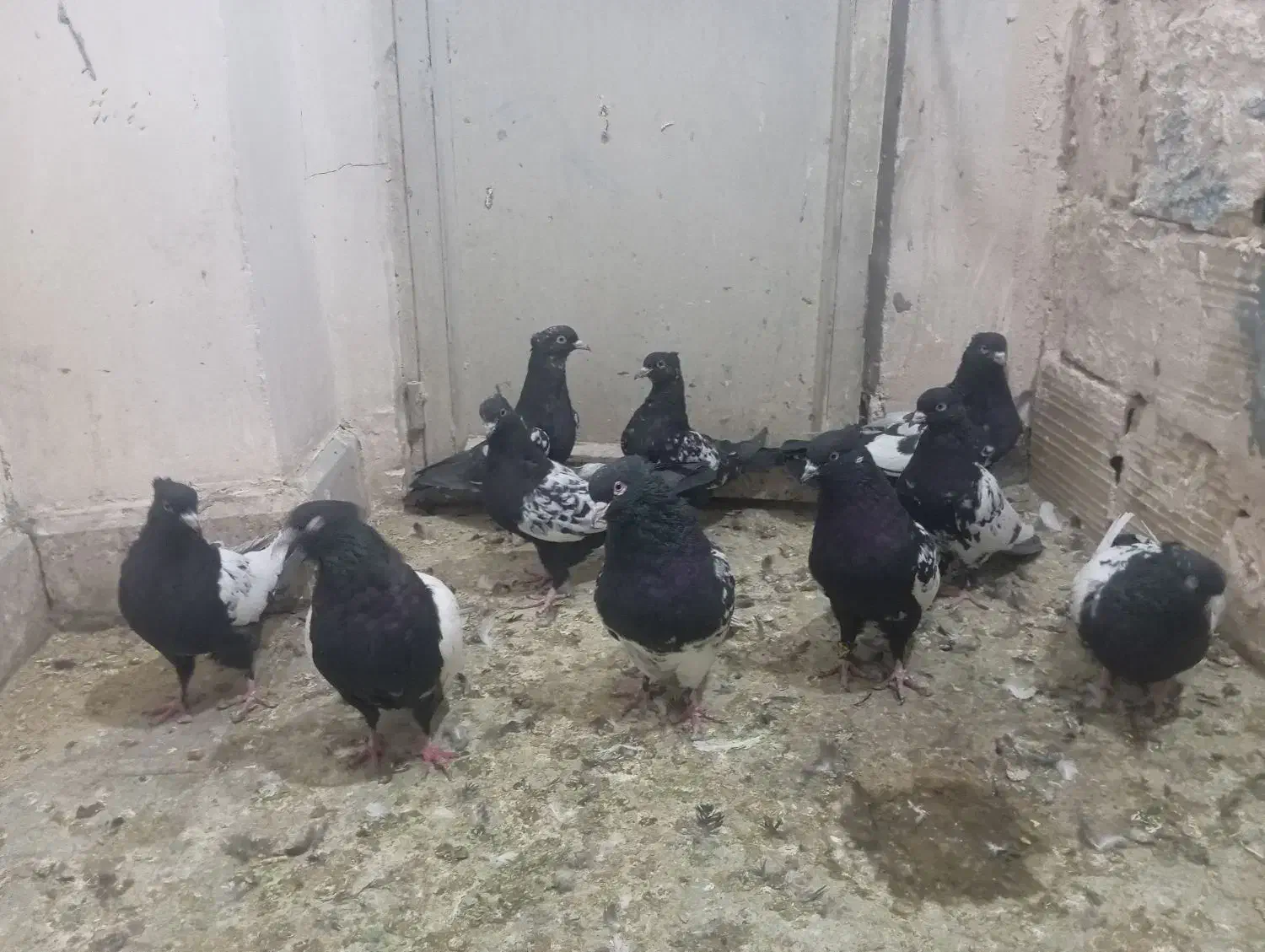 سینه سیاه سرسیاه|پرنده|کرمان, |دیوار