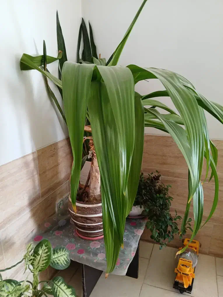 گل طبیعی|گل و گیاه طبیعی|صدرا-فارس, فاز ۲|دیوار