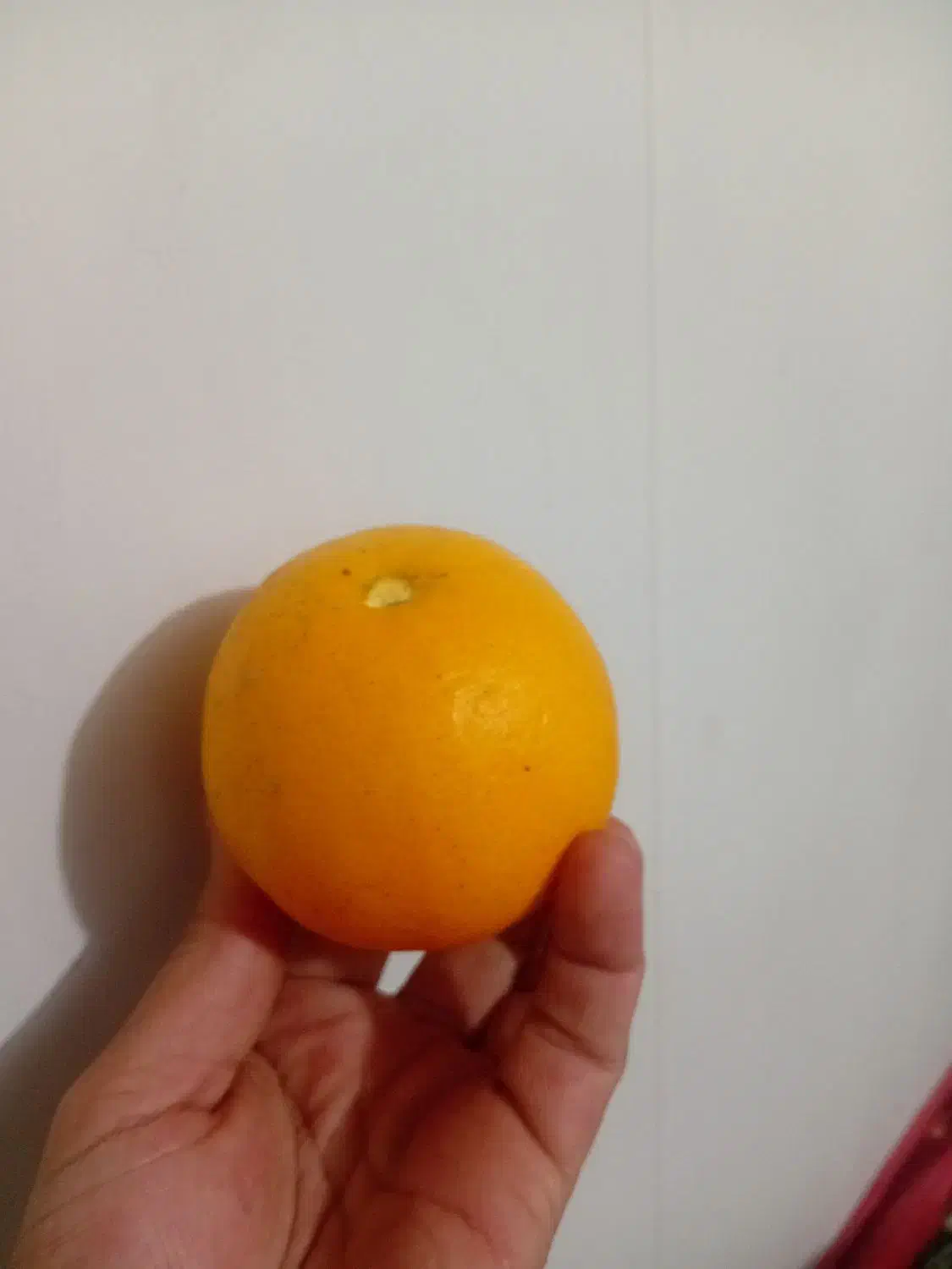 پرتقال نارنگی|خوردنی و آشامیدنی|عباس‌آباد, |دیوار