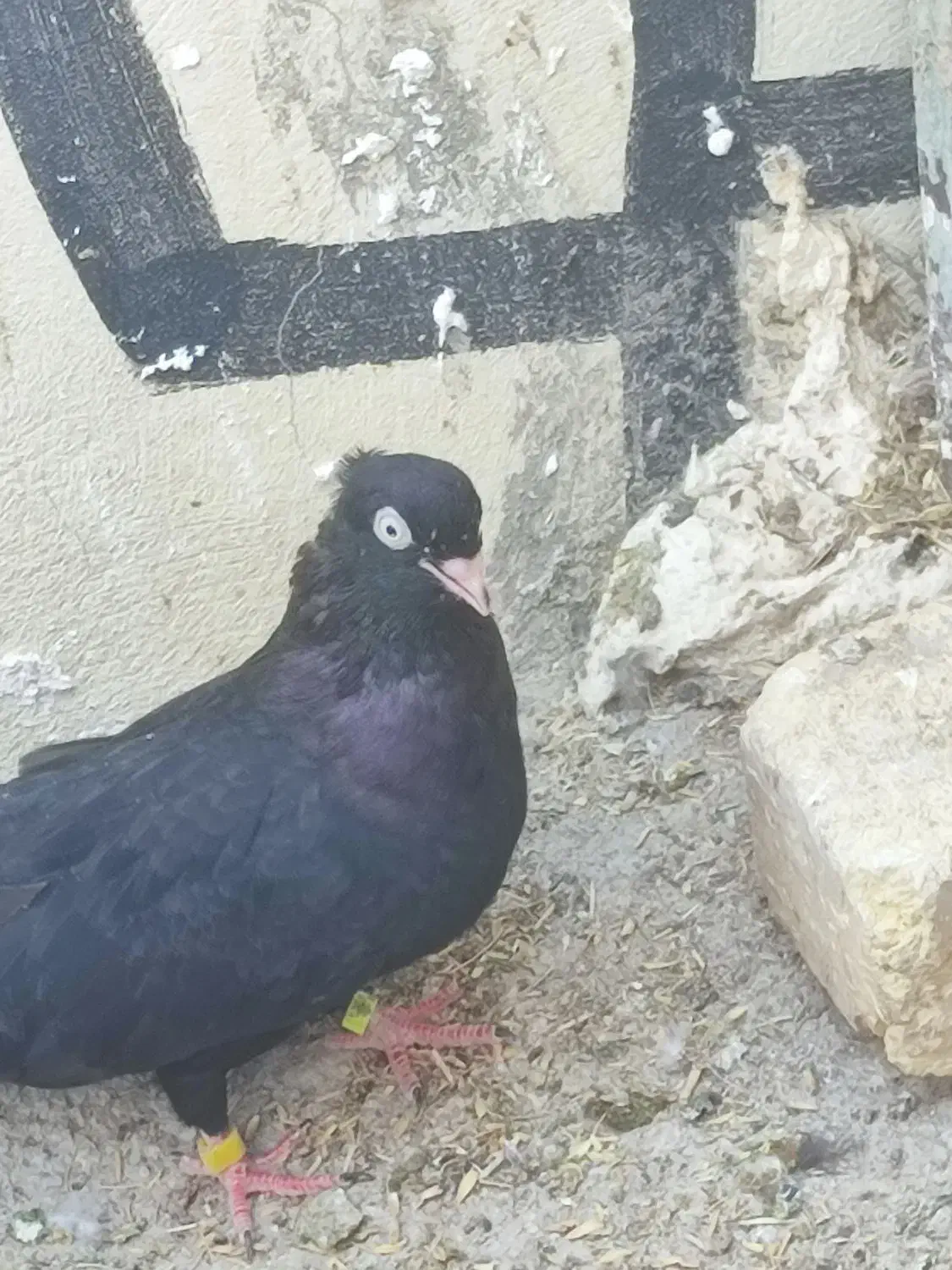 زاغ ابادنی|پرنده|خنج, |دیوار