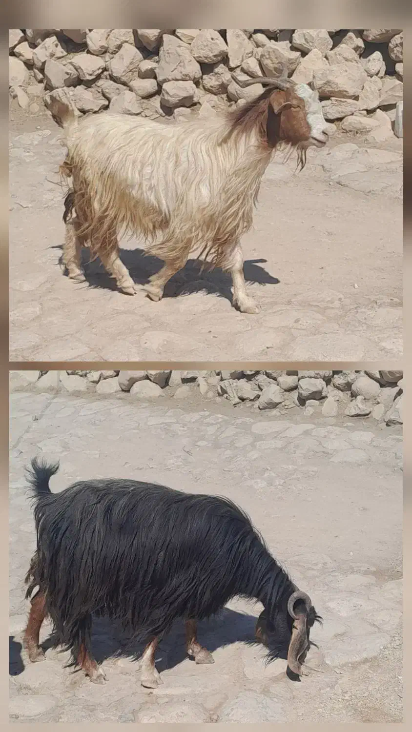 دوعدد بُز جوان سالم دوقولو زا|حیوانات مزرعه|کوهدشت, |دیوار