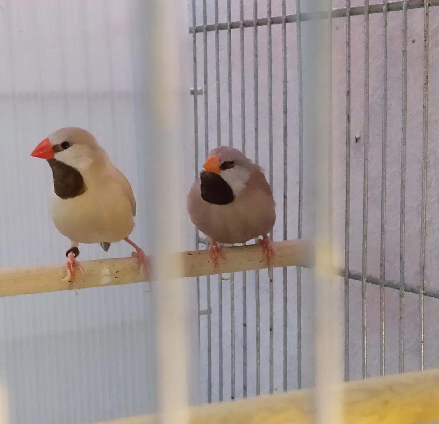 فنج|پرنده|شیراز, شاه قلی بیگی|دیوار