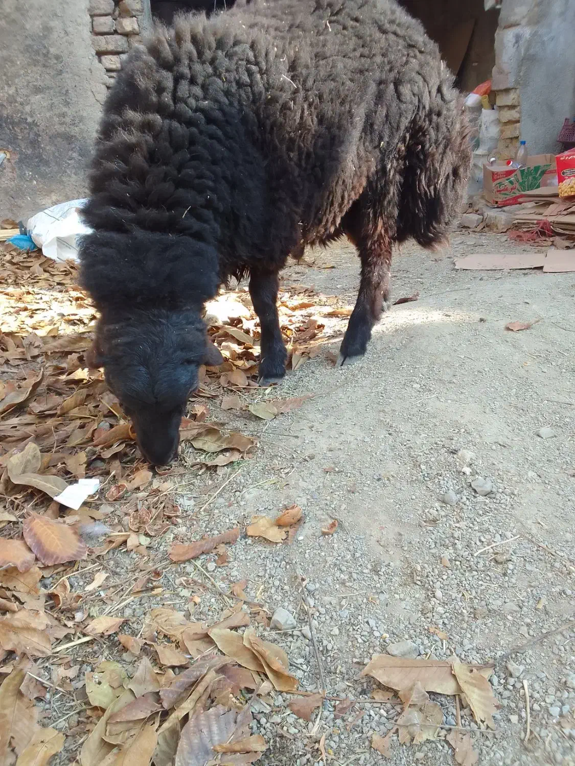 1راس بره نر|حیوانات مزرعه|کمیجان, |دیوار