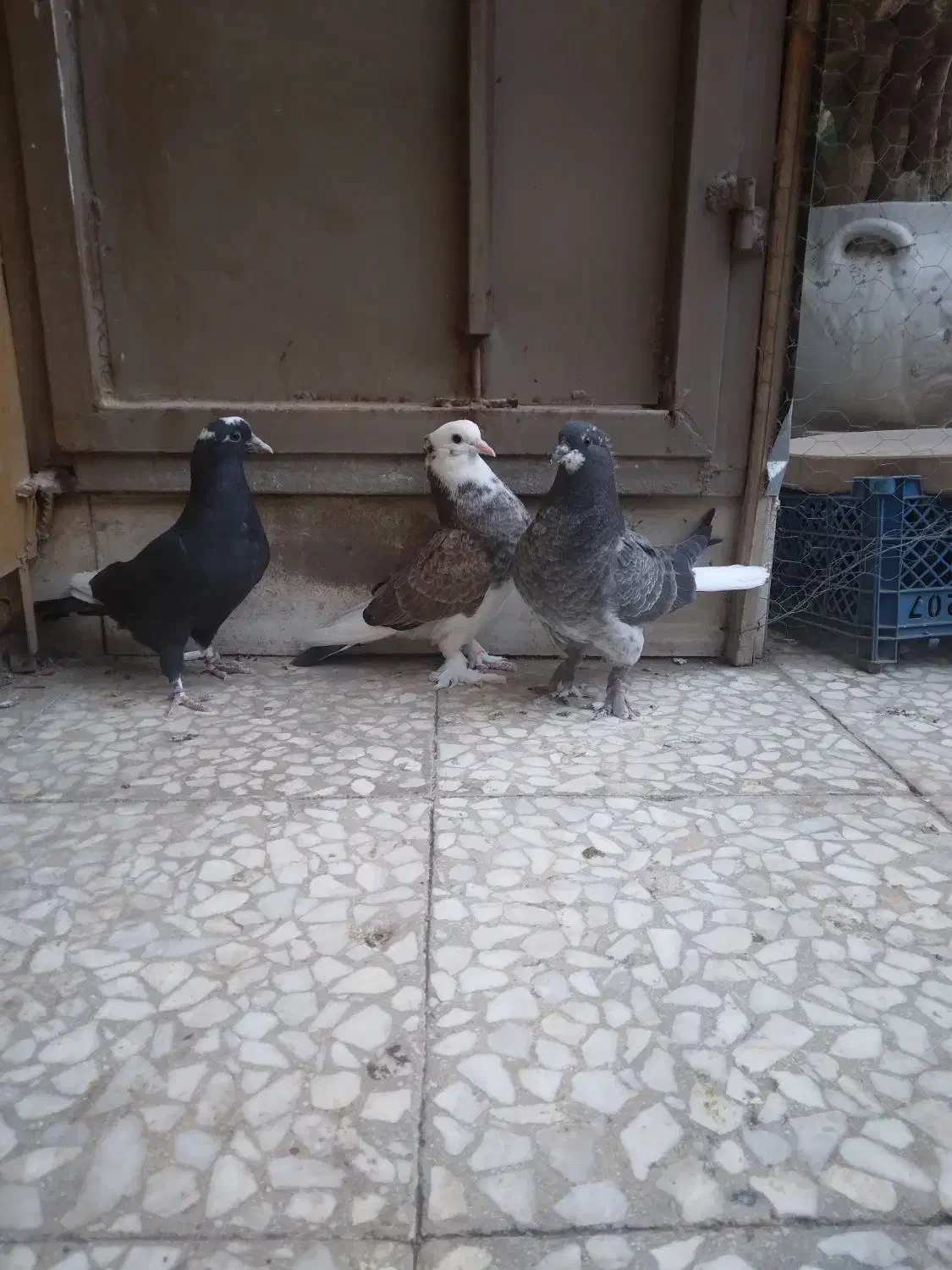 کفتر کبوتر|پرنده|قم, زند آباد|دیوار