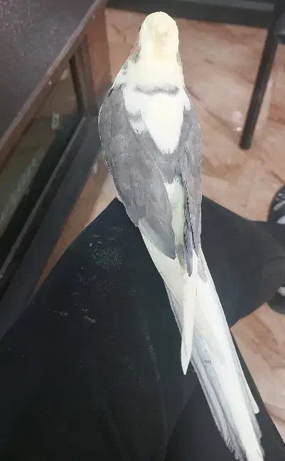 پرنده|پرنده|مرند, |دیوار