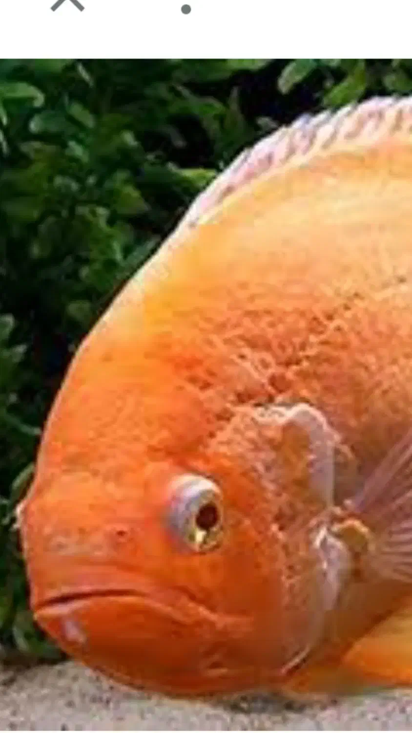 ۲عدد. اسکارپرتقالی ۱۷سانتی|ماهی|زابل, |دیوار