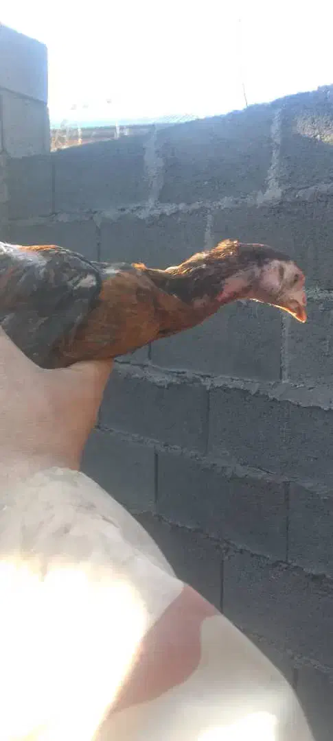 چهارتا جوجه لار|حیوانات مزرعه|بندر انزلی, لیچارگی حسن رود|دیوار