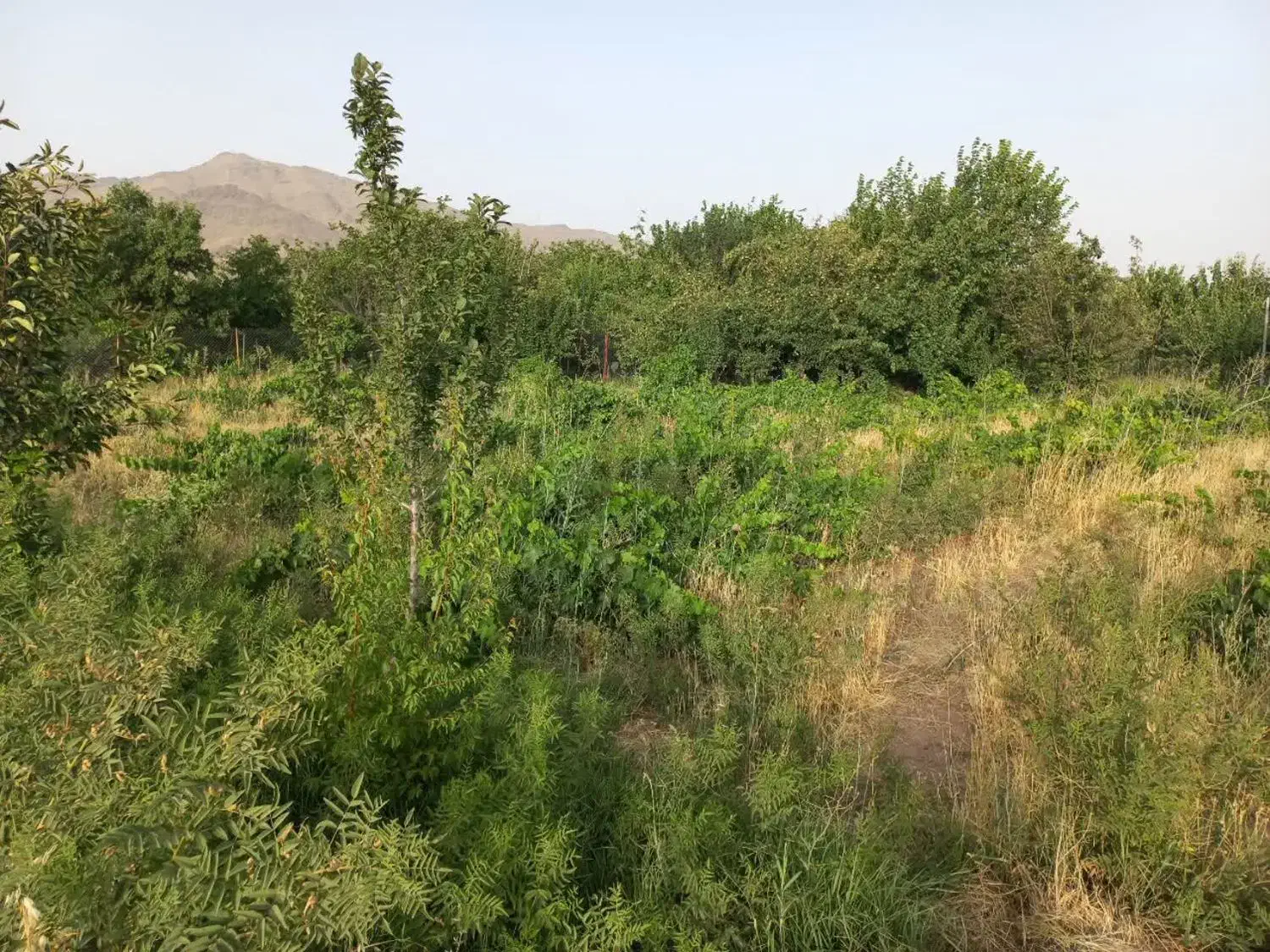 باغ میوه|فروش زمین و ملک کلنگی|قم, آزادگان|دیوار