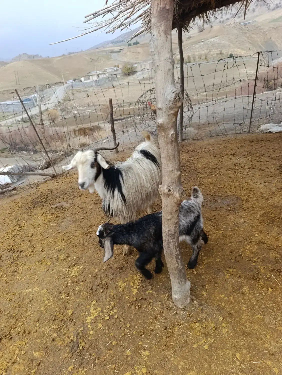 بز و بزغاله گوسفند|حیوانات مزرعه|سیوان, |دیوار