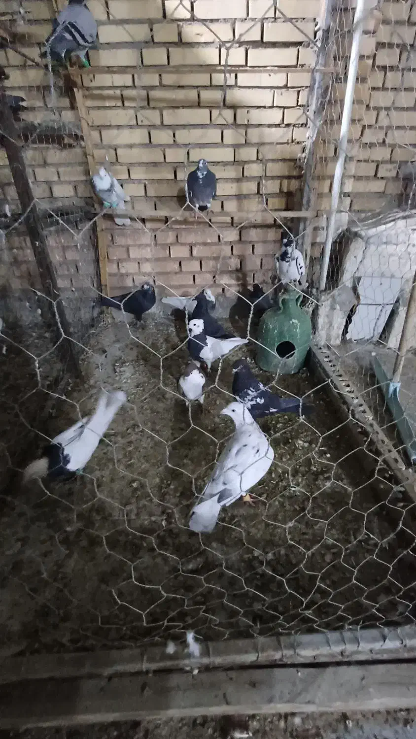 پرنده دوری دوری|پرنده|شوشتر, |دیوار