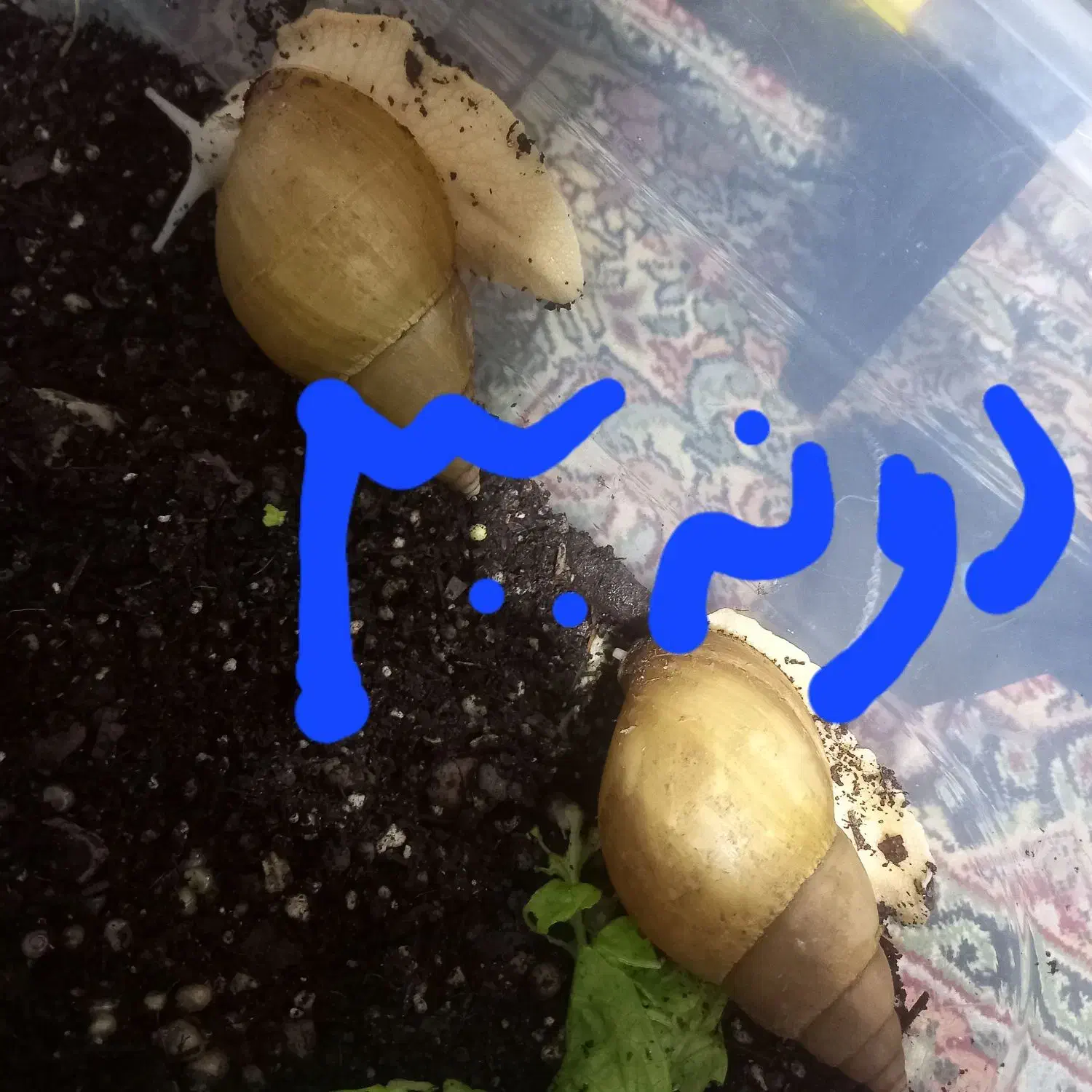 حلزون|خزنده|کرمان, |دیوار