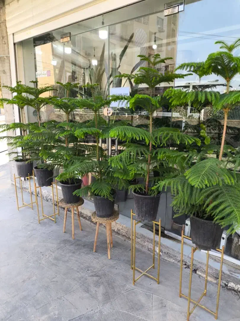 کاج مطبق|گل و گیاه طبیعی|بندرعباس, |دیوار