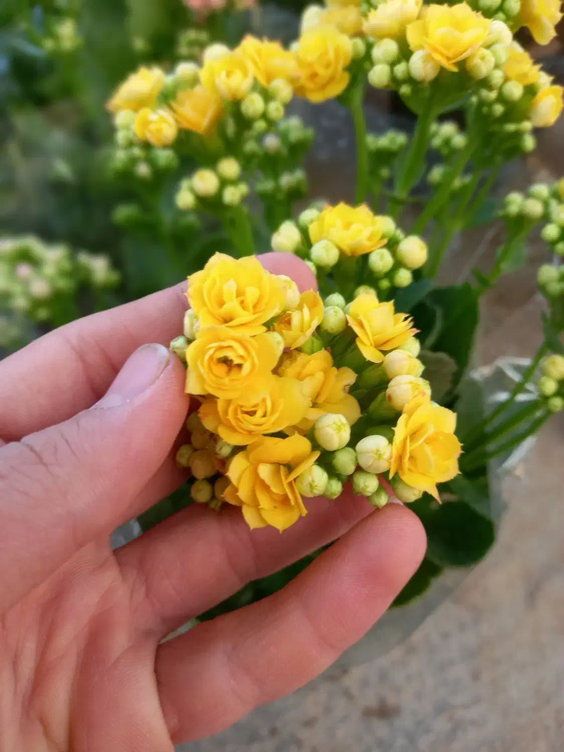 کالانکوا زیبا،خاص،مقوام فقط ۱۵۰ تومن در گلوریا|گل و گیاه طبیعی|قم, پردیسان|دیوار