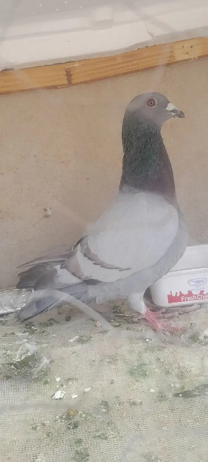 این کبوتر گم شده مژدگانی|حیوانات|خرم‌آباد, |دیوار