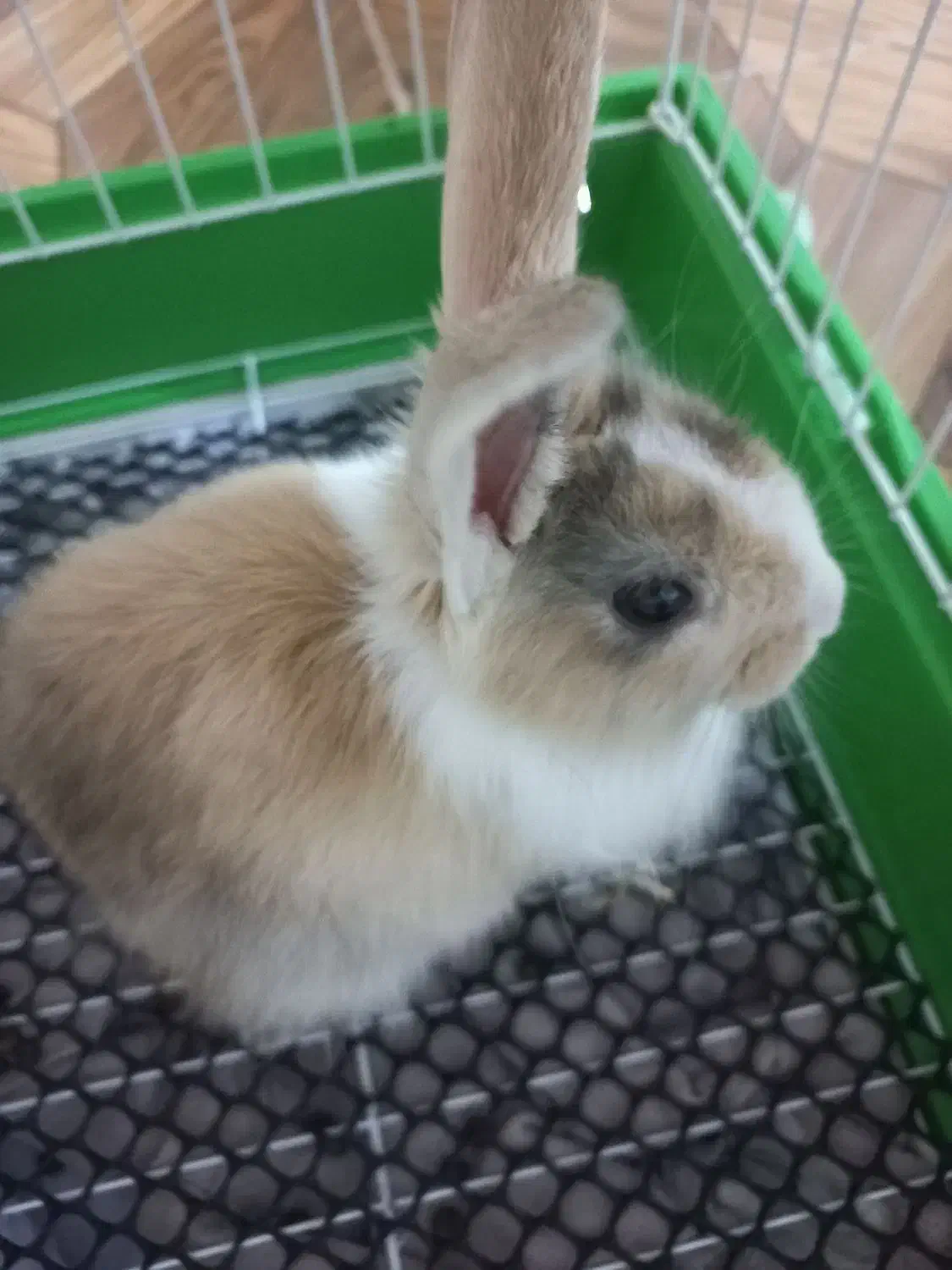 خرگوش نر|موش و خرگوش|همدان, |دیوار