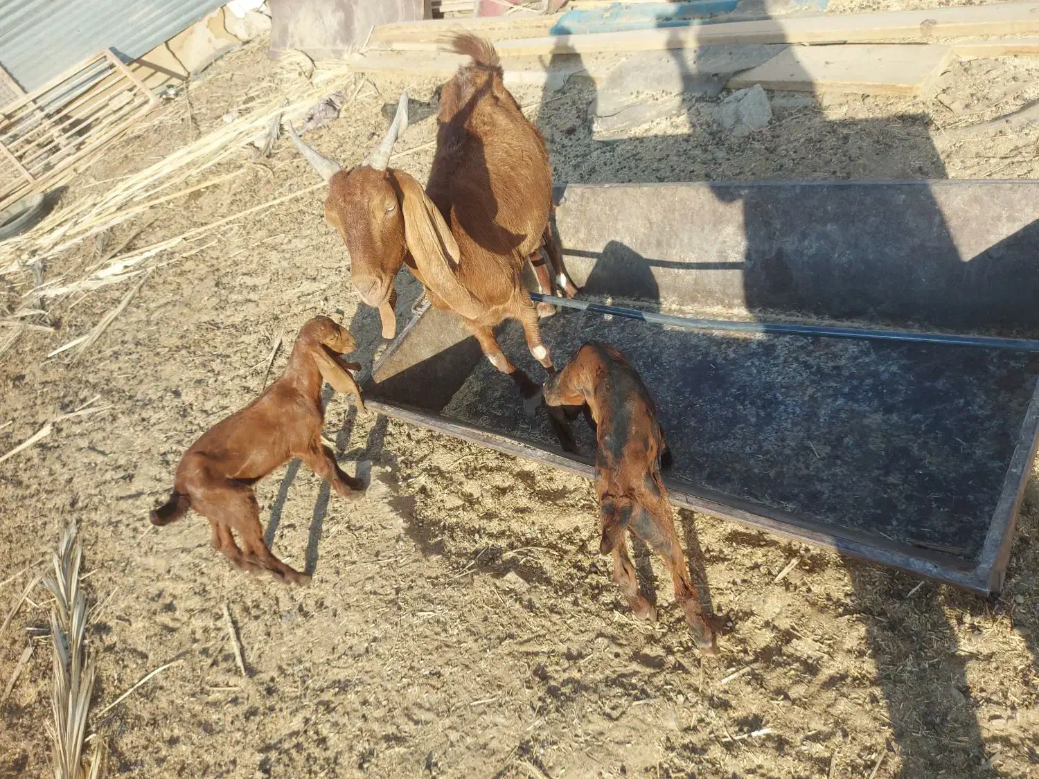 بز دوقلوزا بادوبزغاله|حیوانات مزرعه|سراوان, |دیوار