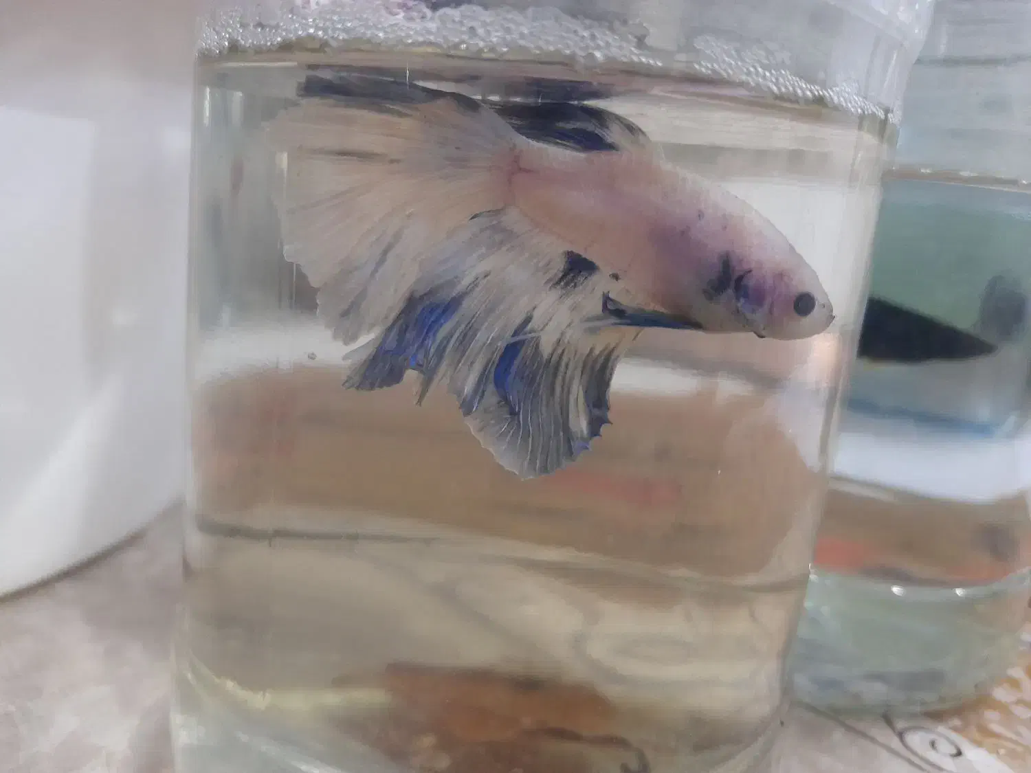 ماهی فایتر، گوپی و غذا|ماهی|تهران, تهرانسر شرقی|دیوار