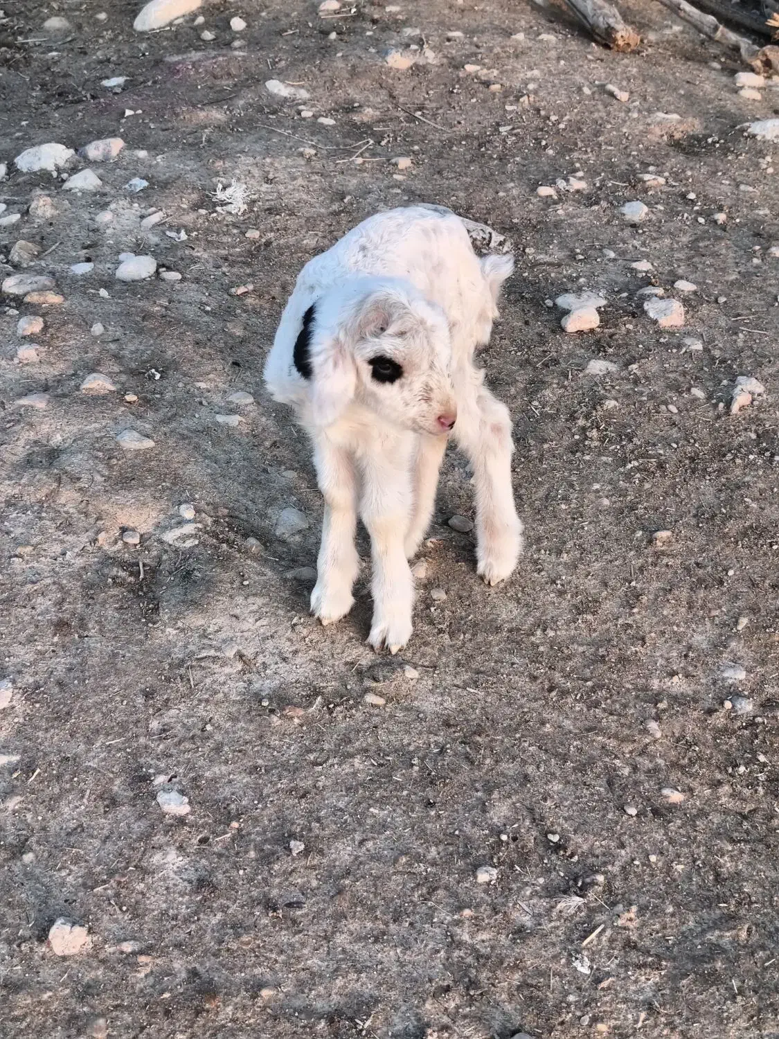 فروش یک راس بره شیری نر سالم|حیوانات مزرعه|جره و بالاده, |دیوار