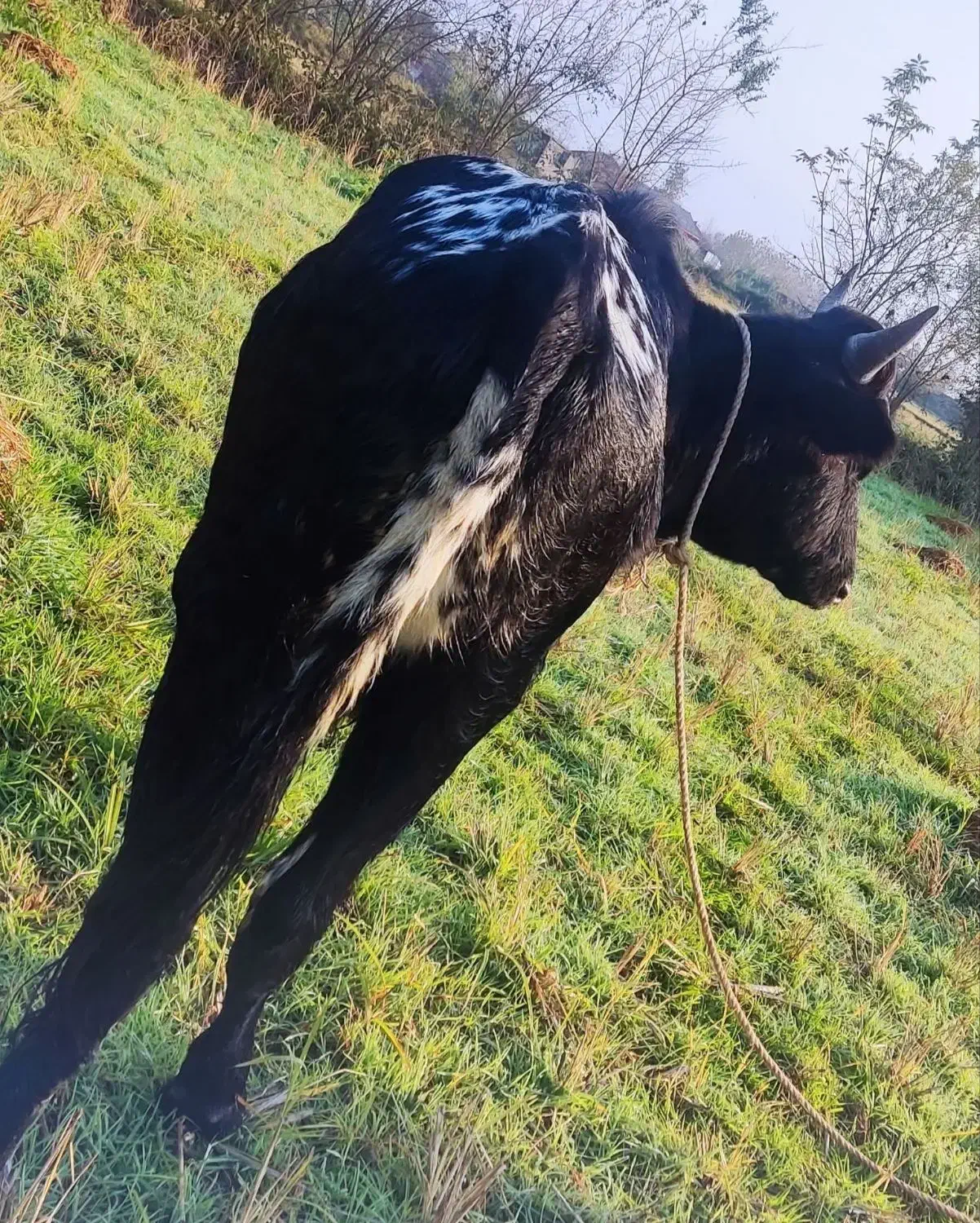 گاو نر چالوسی اصیل. ورزا. لیشه. گوساله|حیوانات مزرعه|رشت, منظریه|دیوار