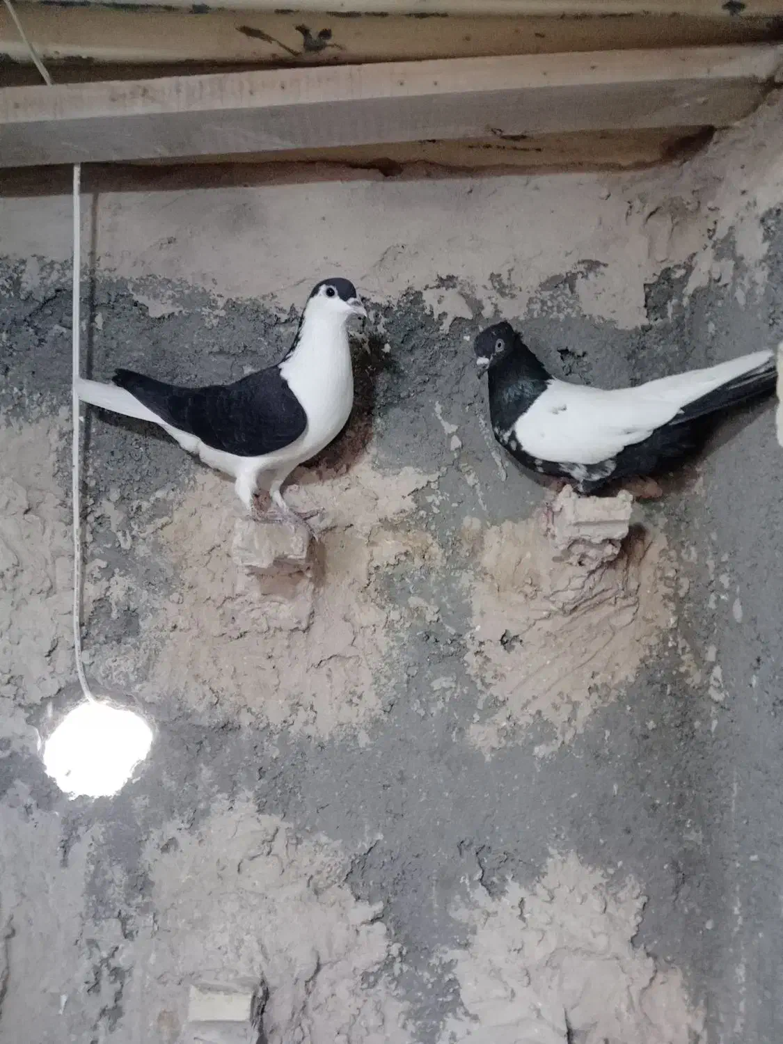 صید|پرنده|مشهد, شهید جنگی|دیوار