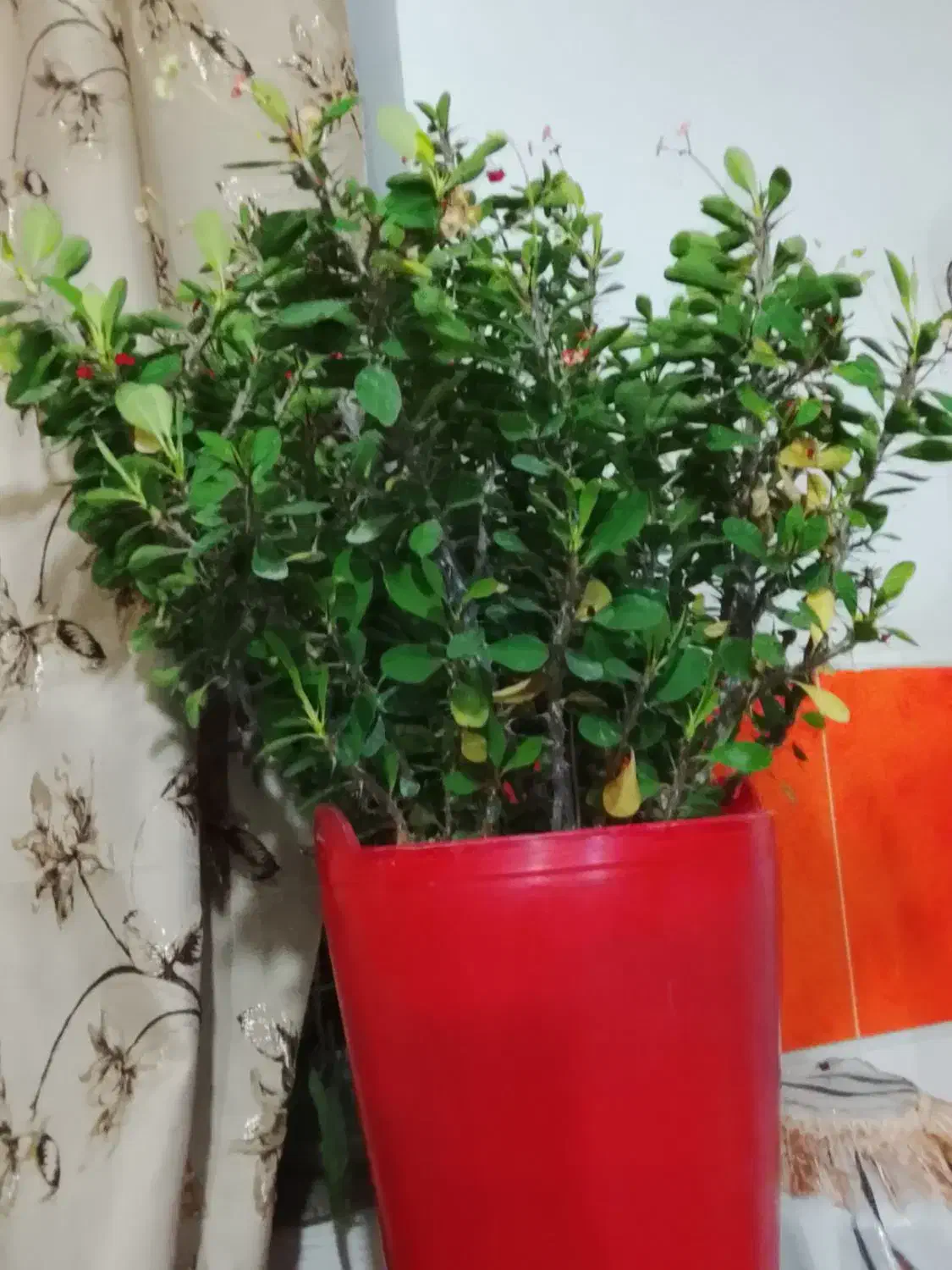 انواع گل|گل و گیاه طبیعی|نقده, |دیوار