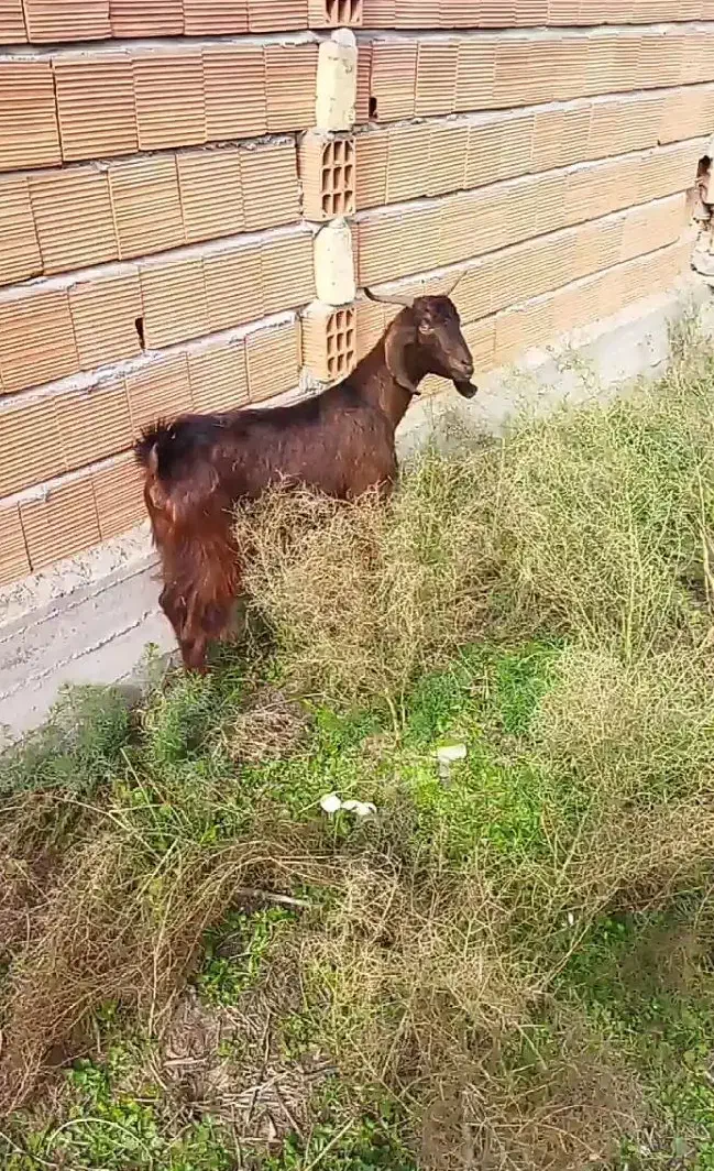 بز ۲ ماه آبستن شکم اول سونو شده سالم سرحال|حیوانات مزرعه|سیمین شهر, |دیوار