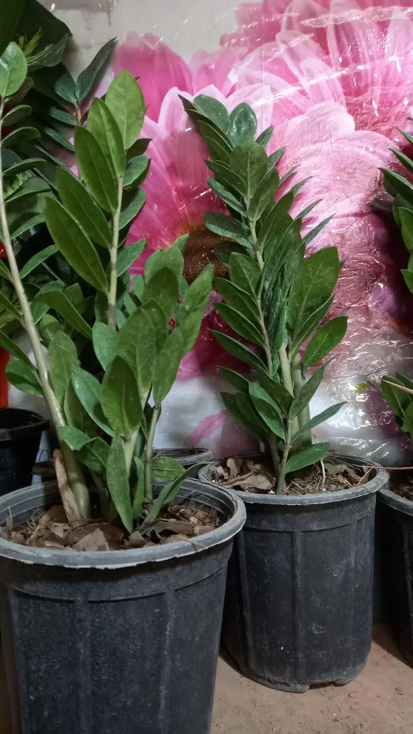 سرو ناز شیرازی و انواع گل آپارتمانی|گل و گیاه طبیعی|شهرکرد, |دیوار