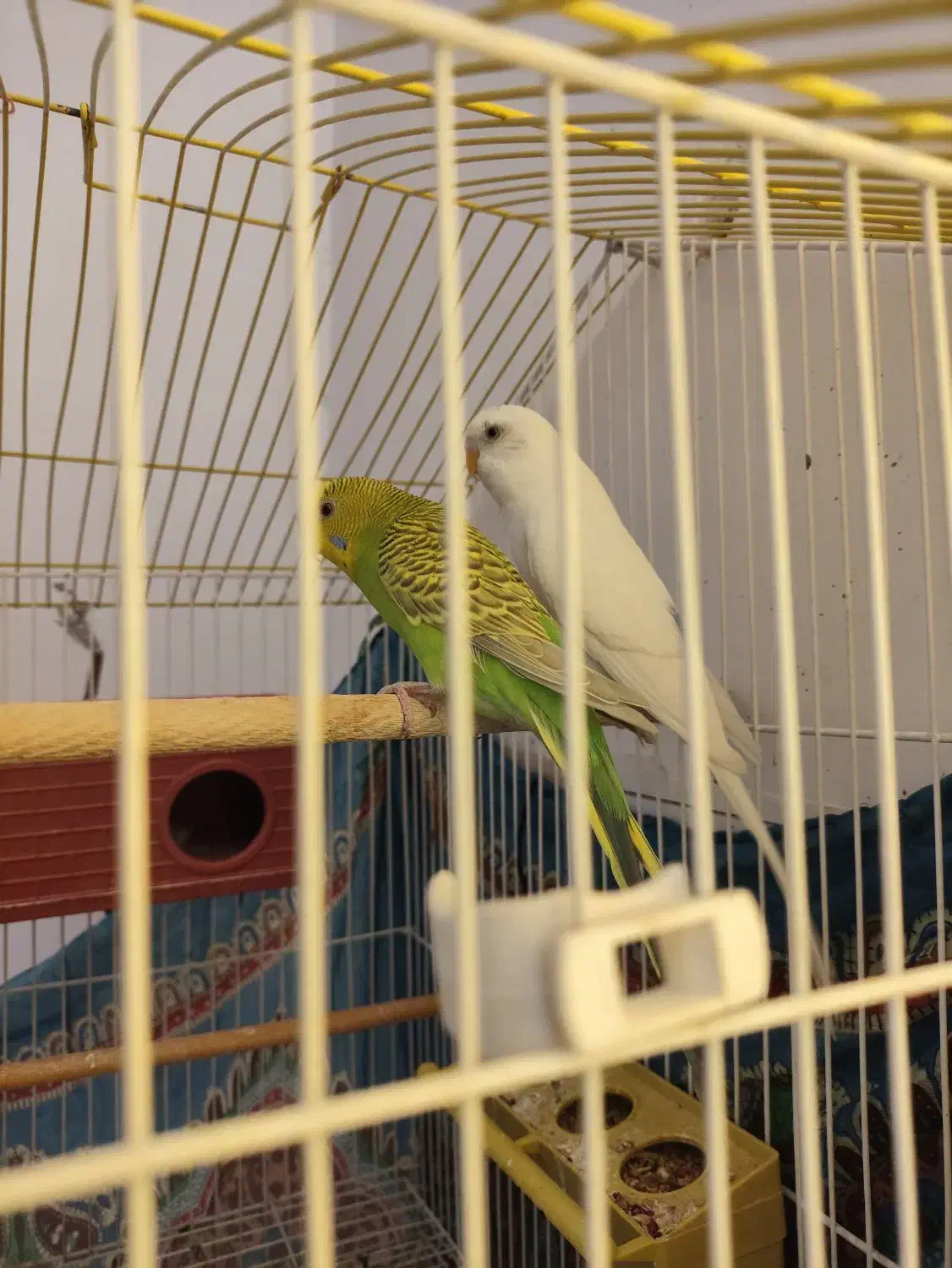 مرغ عشق|پرنده|کرمان, |دیوار