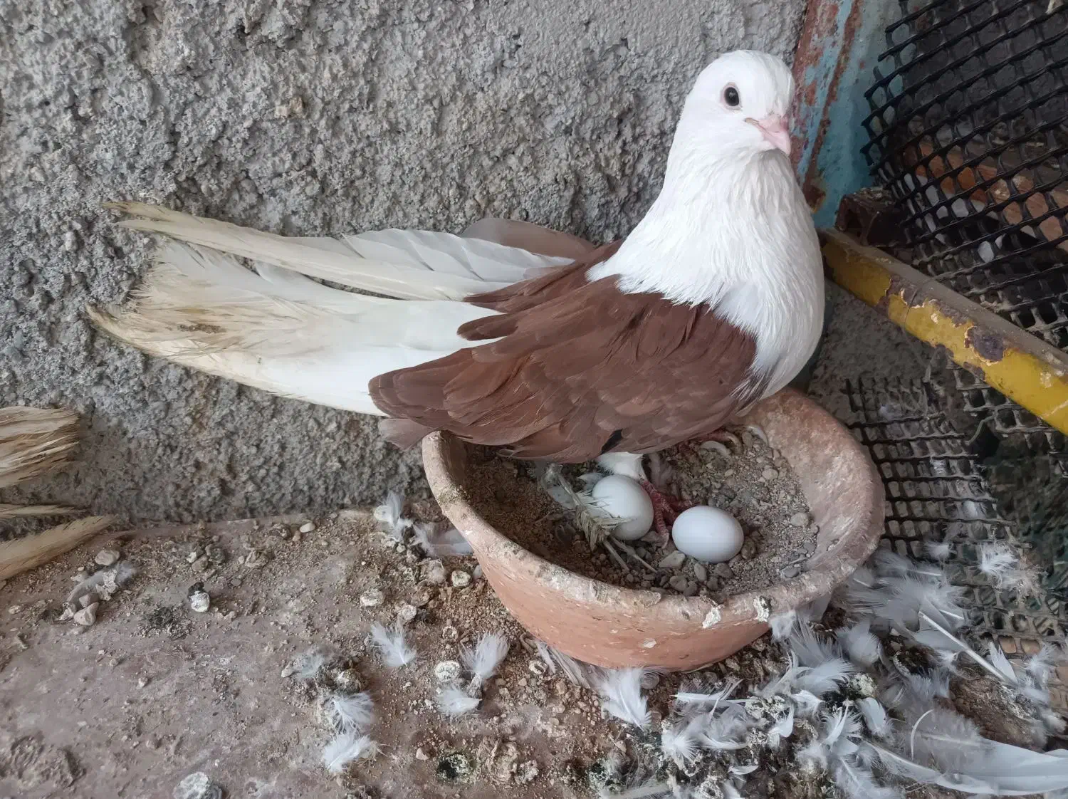 کبوتر دوکت|پرنده|بندرعباس, |دیوار