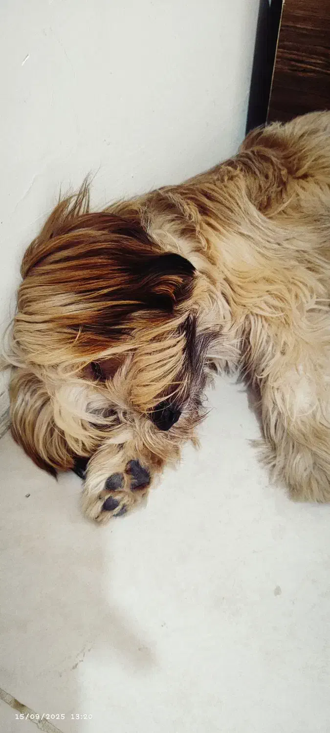 شیتزو میکس ۷ ماهه باهوش فروشی|سگ|پرند, فاز ۶|دیوار