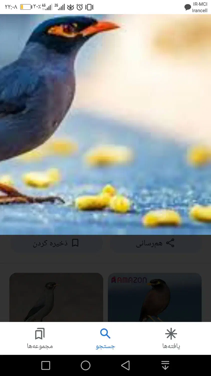 مرغ مینا|پرنده|قزوین, |دیوار