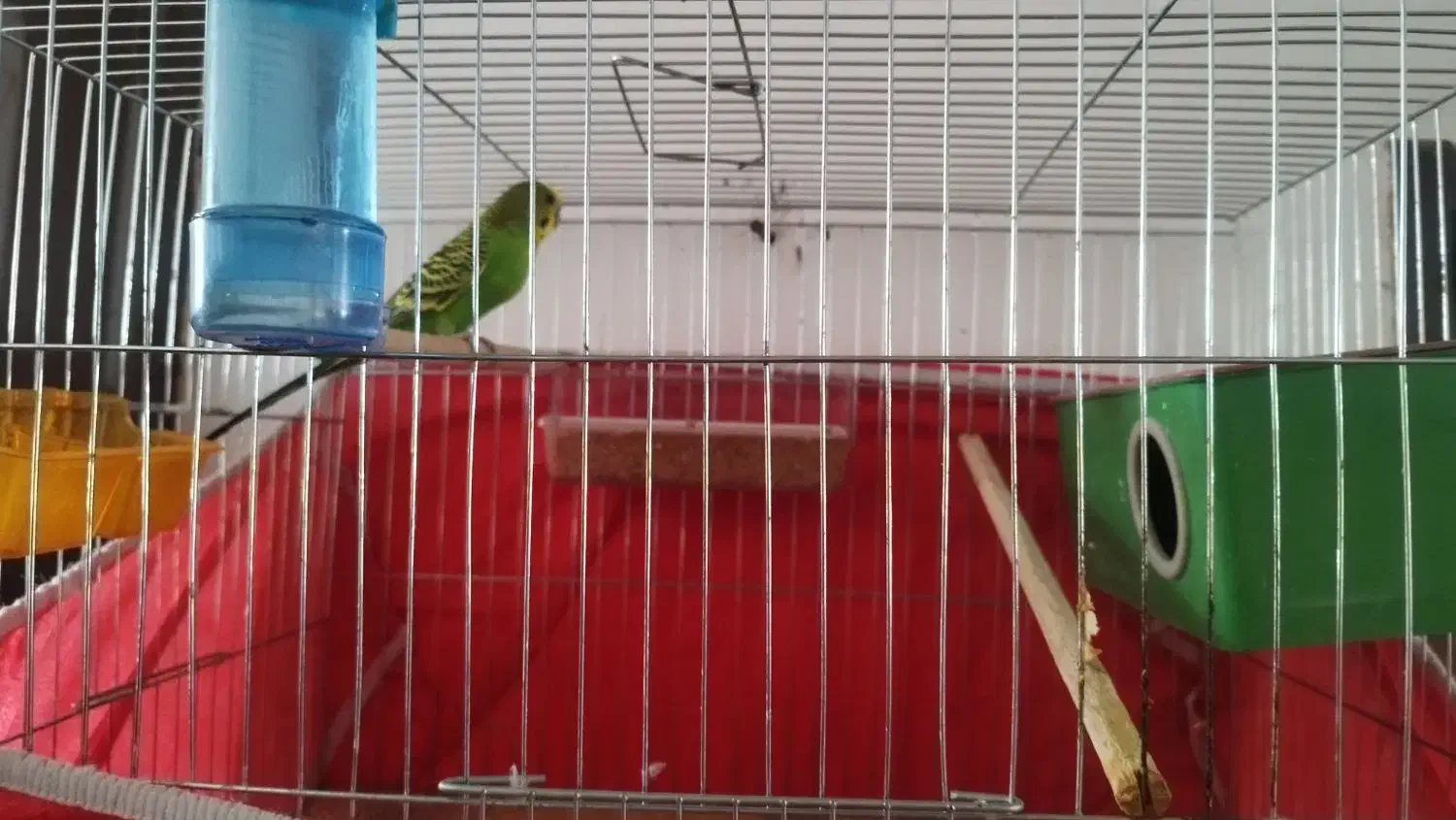 پرنده جفت با ۵ تا تخم|پرنده|یزد, |دیوار