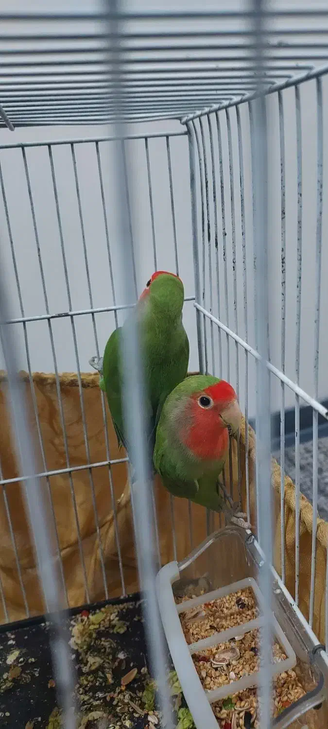 یک جفت طوطی سرحال زرنگ|پرنده|گلستان (تهران), |دیوار