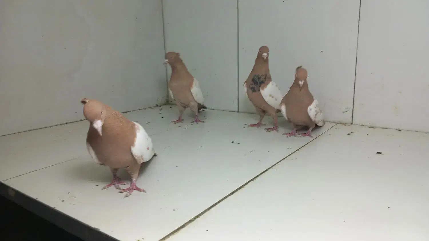 سینه زرد|پرنده|مشهد, عامل|دیوار