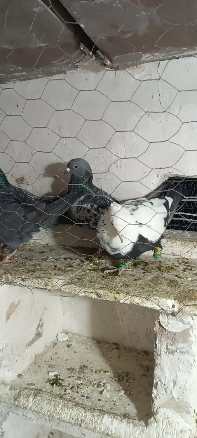 کفتر پرشی|پرنده|تاکستان, |دیوار