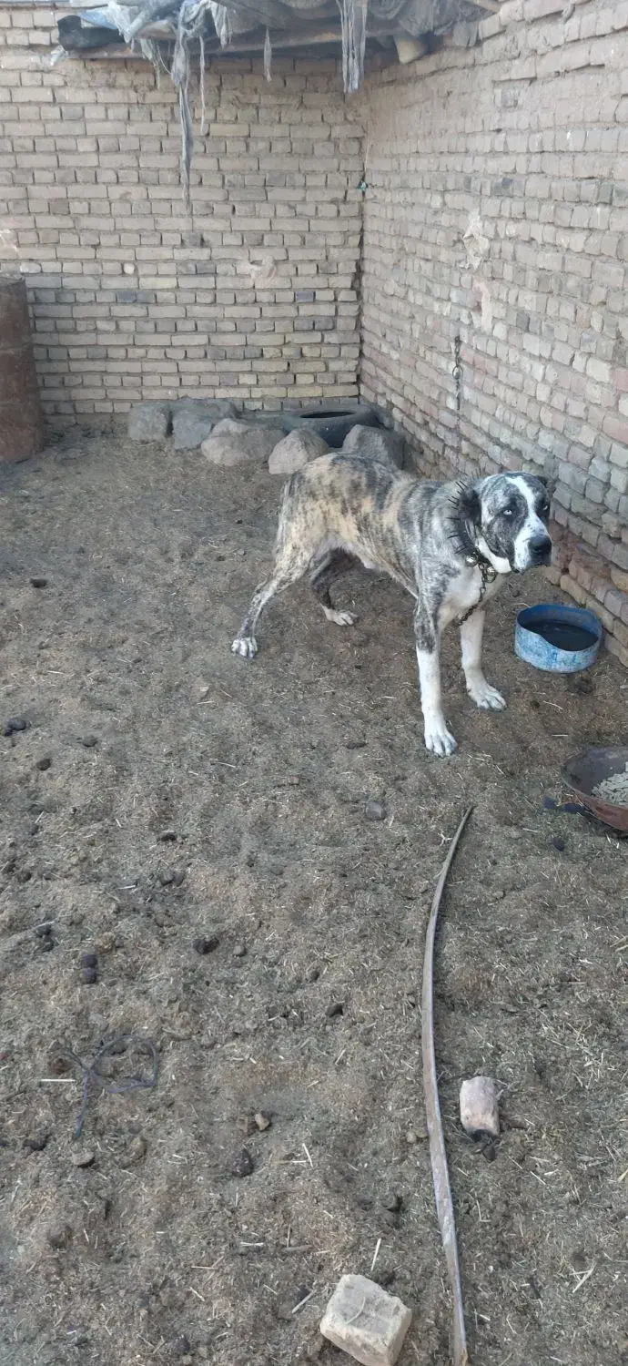 سگ والاغ|سگ|روداب, |دیوار