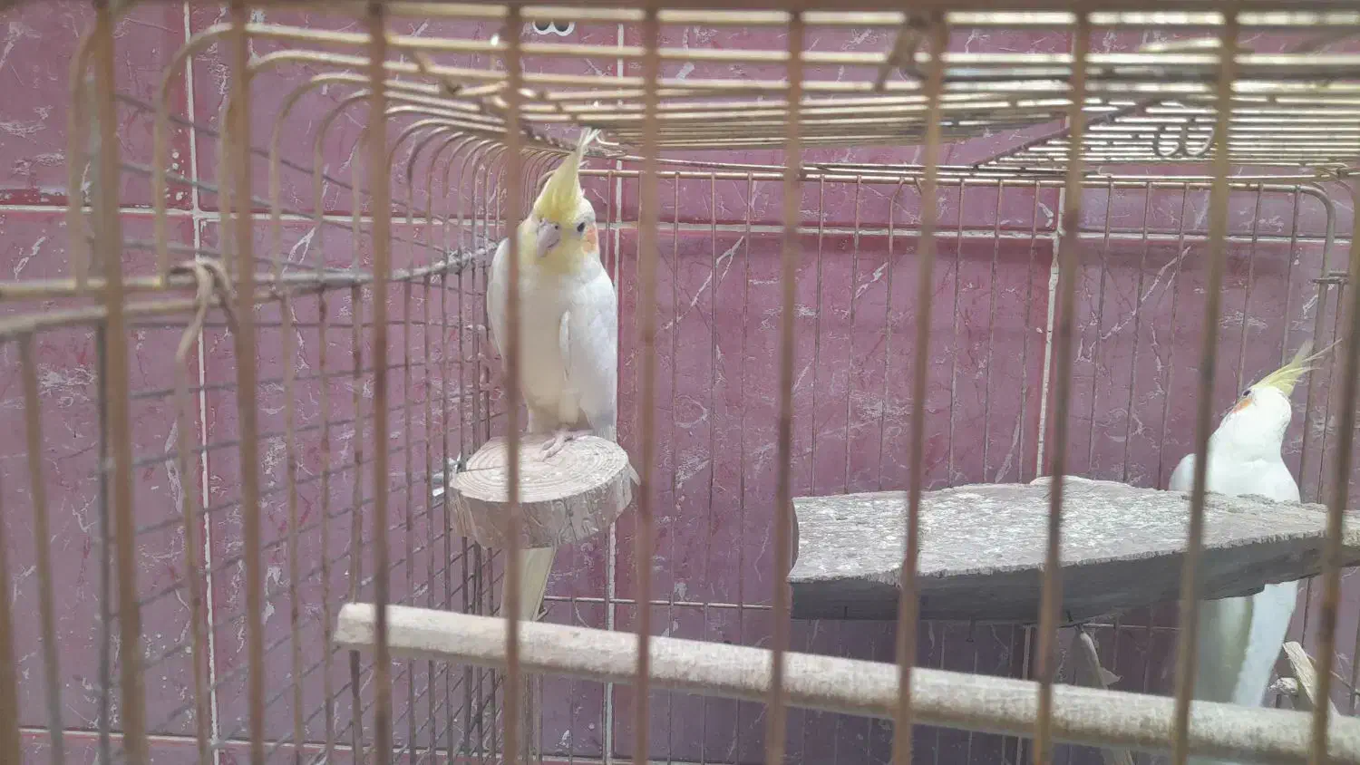 سلام یک عدد عروس نر جهت معاوضه|پرنده|خوسف, |دیوار